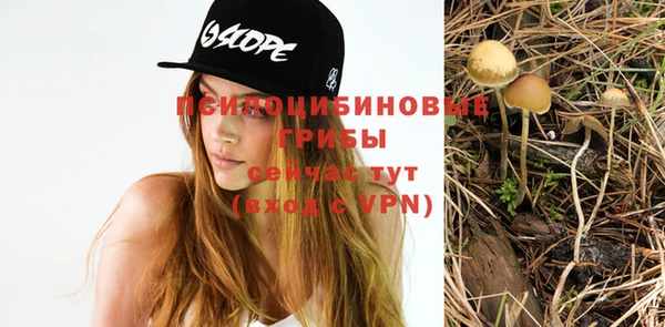 индика Новодвинск