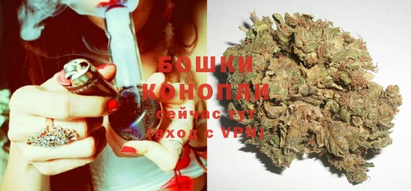 индика Новодвинск
